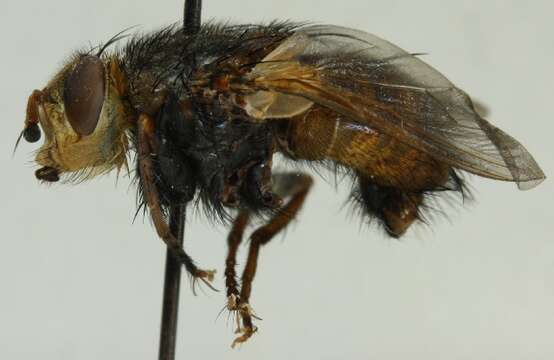 Image de Tachina fera (Linnaeus 1761)