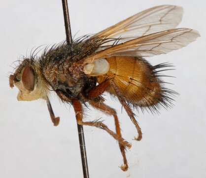 Image de Tachina fera (Linnaeus 1761)