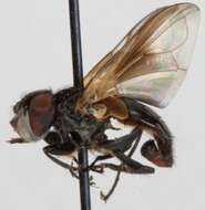 Image of Phasia aurulans Meigen 1824