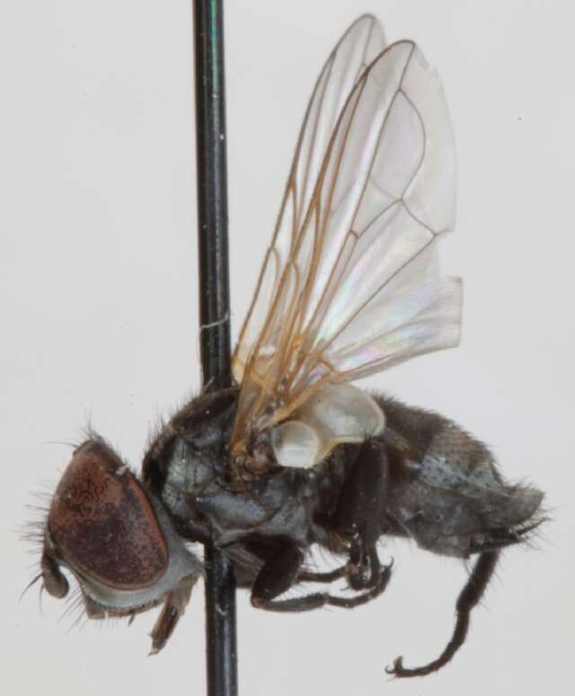 Image of Phasia obesa (Fabricius 1798)