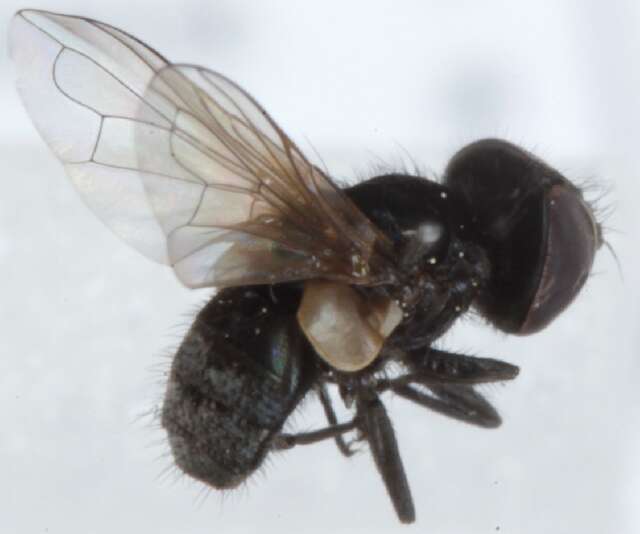 Image of Phasia pusilla Meigen 1824