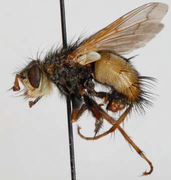 Image de Tachina fera (Linnaeus 1761)