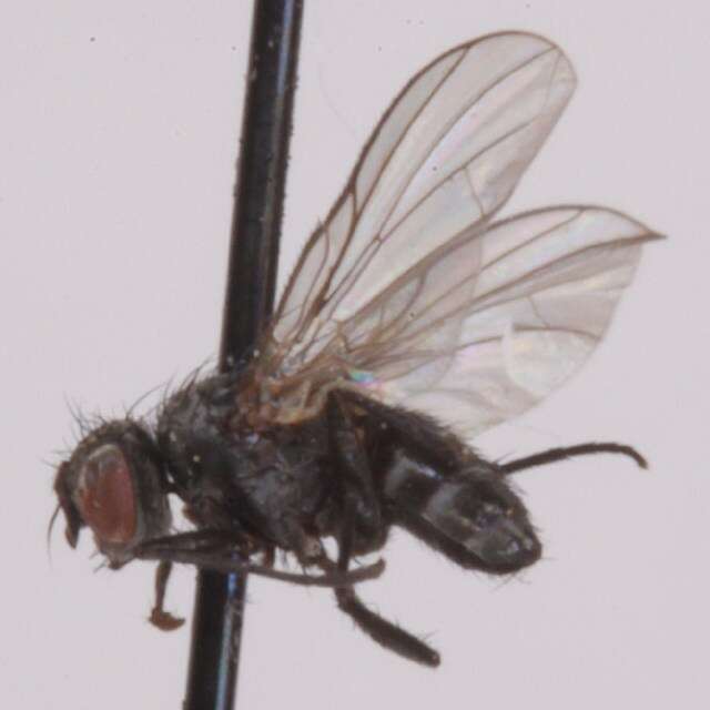 Image of <i>Paracraspedothrix montivaga</i>
