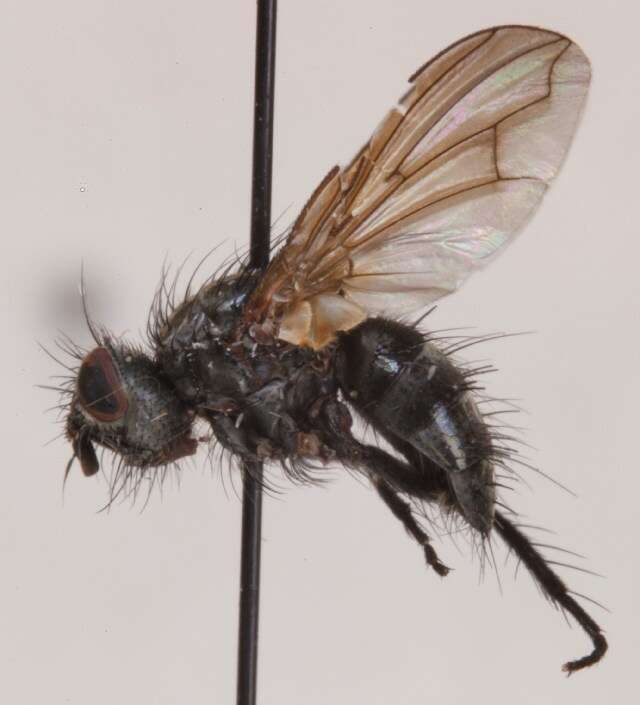 Image of Blepharomyia piliceps (Zetterstedt 1859)