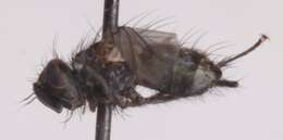 Image of Tachinid fly