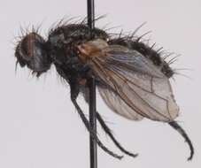 Image of Blepharomyia piliceps (Zetterstedt 1859)