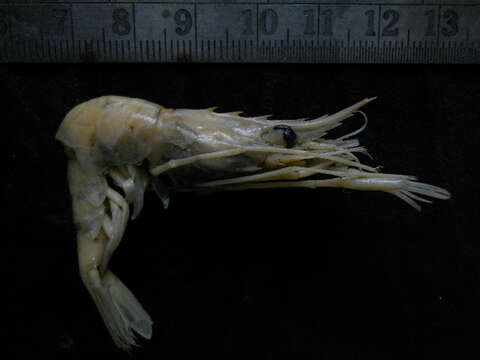 Image of Campylonotidae
