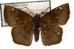 Image of Carcharodini