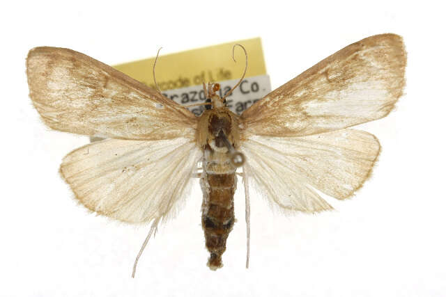 Ostrinia penitalis Grote 1876 resmi