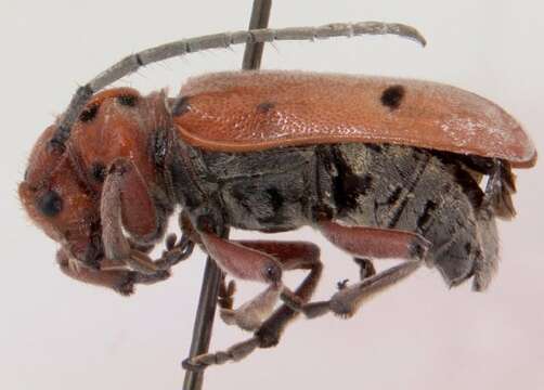 Image of Red-femured Milkweed Borer