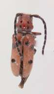 Image of Red-femured Milkweed Borer