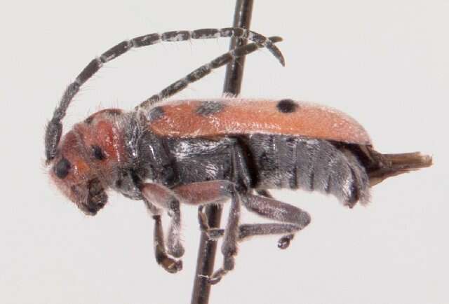 Image of Red-femured Milkweed Borer