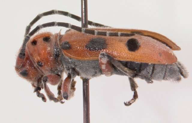 Image of Red-femured Milkweed Borer