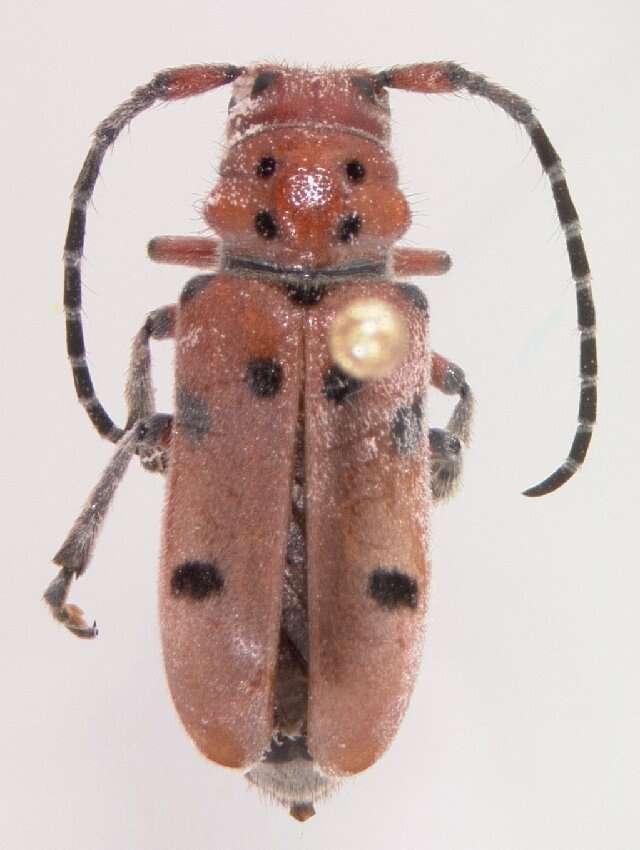 Image of Red-femured Milkweed Borer