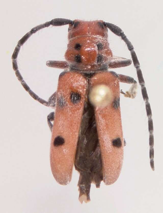 Image of Red-femured Milkweed Borer