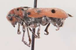 Image of Red-femured Milkweed Borer