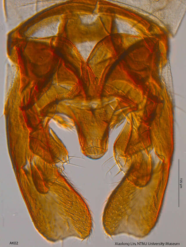 Image of Corynocera