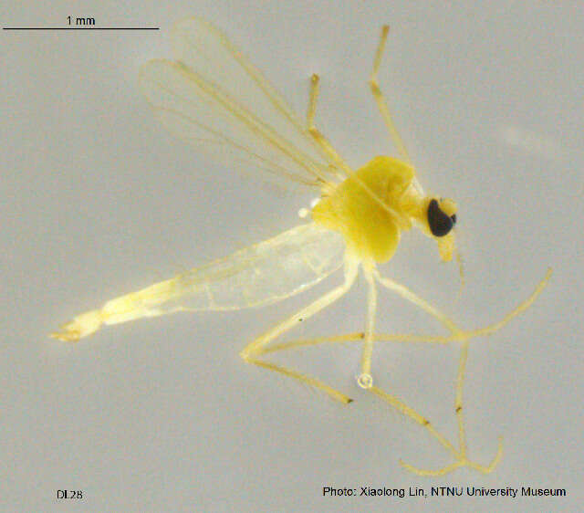 Imagem de Tanytarsus ovatus Johannsen 1932