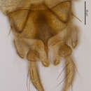 Image of Tanytarsus fastigatus Reiss 1972