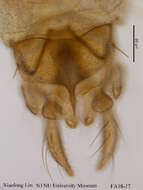 Image of Tanytarsus fastigatus Reiss 1972