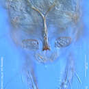 Image of Caladomyia ortoni Sawedal 1981