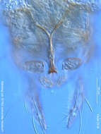 Image of Caladomyia ortoni Sawedal 1981