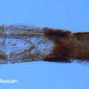 Sivun <i>Caladomyia hoefleri</i> kuva