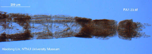 Image of <i>Caladomyia hoefleri</i>