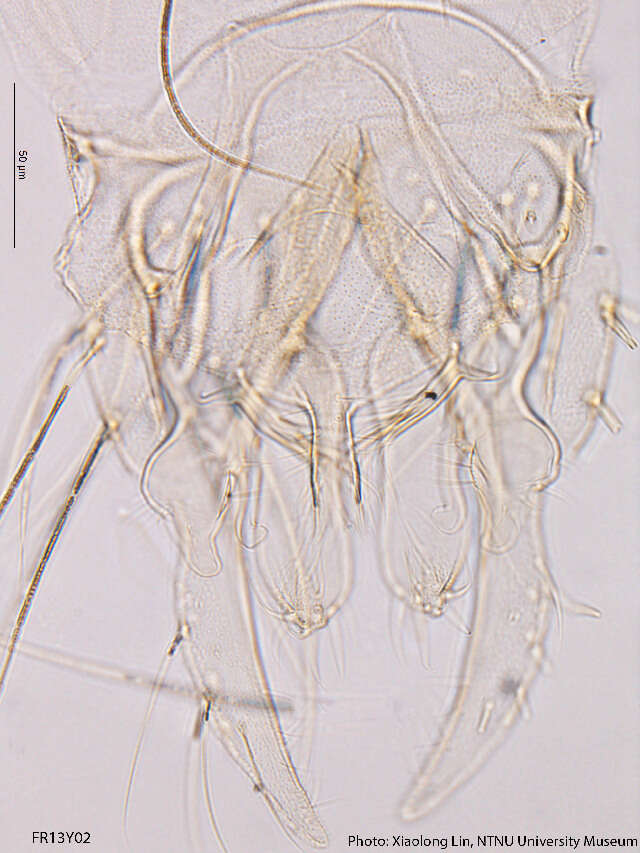 Image of Tanytarsus biwatrifurcus Sasa & Kawai 1987