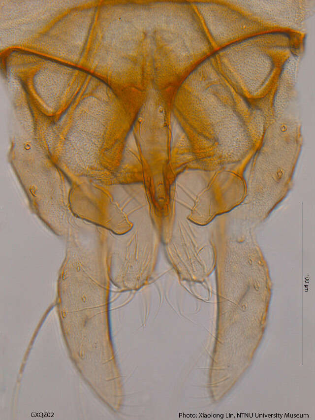 Imagem de Tanytarsus formosanus Kieffer 1912