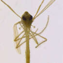 Image of Tanytarsus simantoseteus Sasa, Suzuki & Sakai 1998