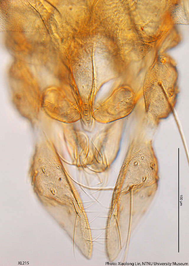 Imagem de Tanytarsus ovatus Johannsen 1932