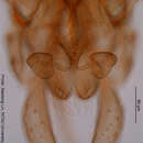 Image of Tanytarsus buchonius Reiss 1971