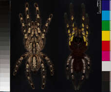 Image of Poecilotheria