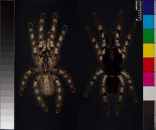 Image of Poecilotheria