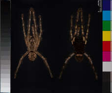 Image of Poecilotheria