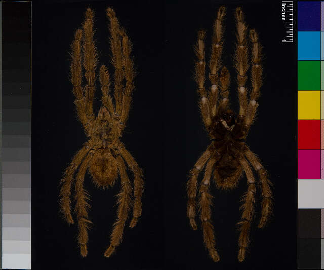 Image of Poecilotheria