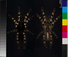 Image of Poecilotheria