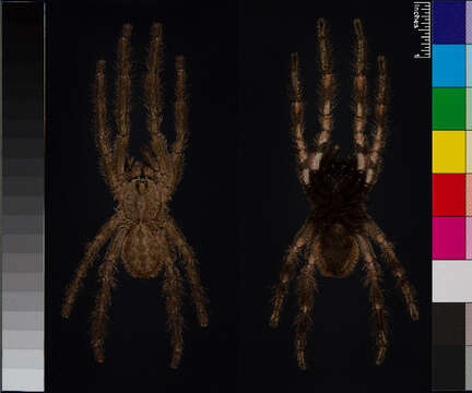 Image of Pederseni''s Tiger Spider