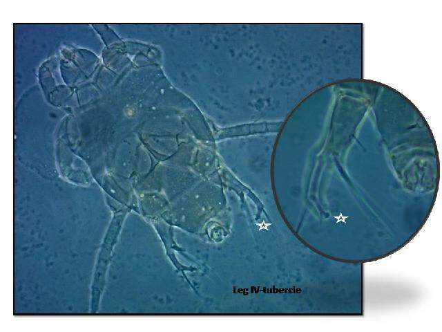 Image of tarsonemid mites