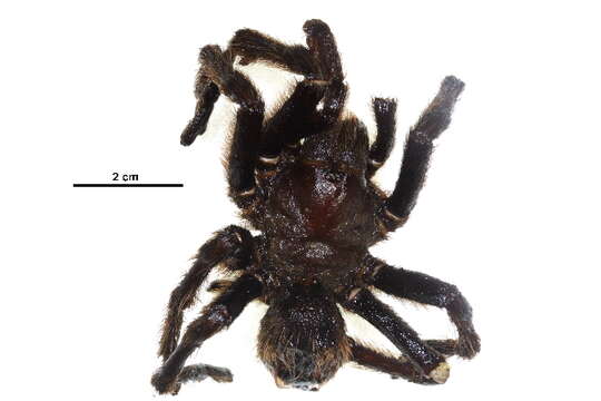 Image of Texas Brown Tarantula