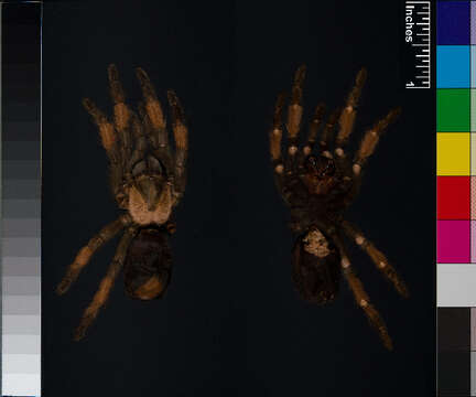 Image of Brachypelma