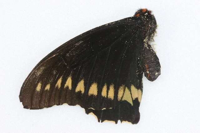 Image of Gold Rim Swallowtail