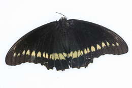 Image of Gold Rim Swallowtail