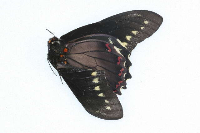 Image of Gold Rim Swallowtail