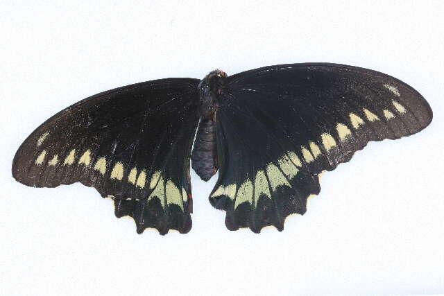 Image of Gold Rim Swallowtail