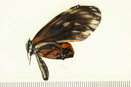 Image of Isabella’s Longwing