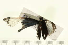 Image of Cydno Longwing