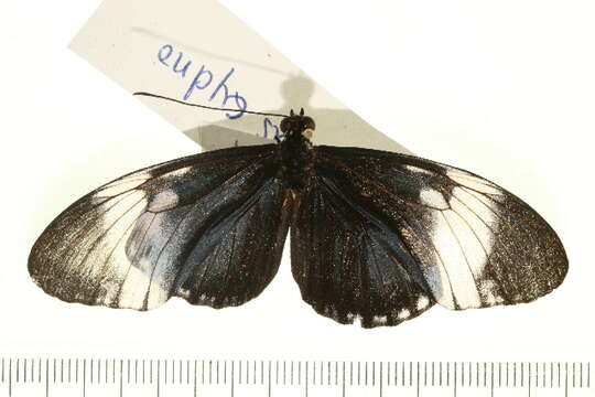 Image of Cydno Longwing