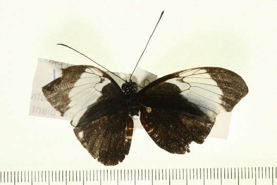 Image of Cydno Longwing